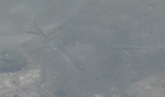 Hemiculter leucisculus