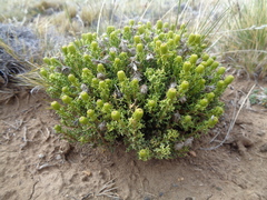 Senecio tricuspidatus