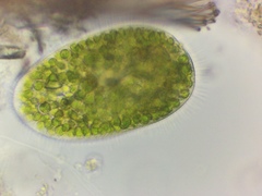 Paramecium bursaria