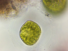 Paramecium bursaria