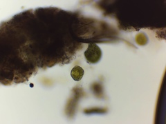 Paramecium bursaria