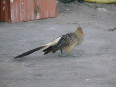Guira guira