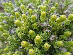 Senecio tricuspidatus