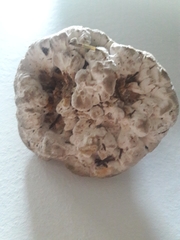 Hydnellum suaveolens