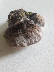 Hydnellum suaveolens