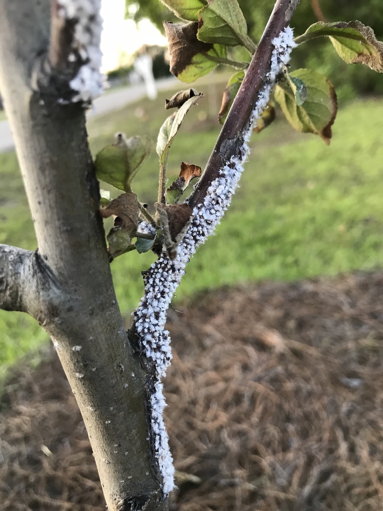 Woolly Apple Aphid