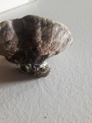 Hydnellum suaveolens