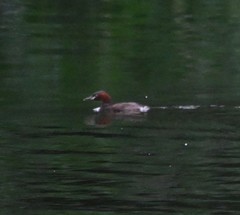 Tachybaptus ruficollis