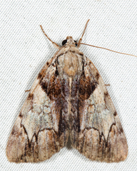 Catocala blandula