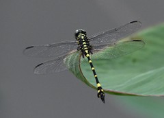 Ictinogomphus pertinax