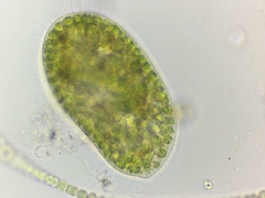 Paramecium bursaria