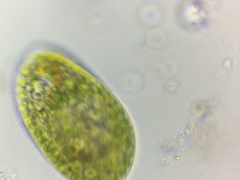 Paramecium bursaria