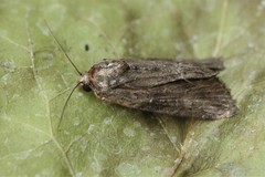 Bryophila raptricula