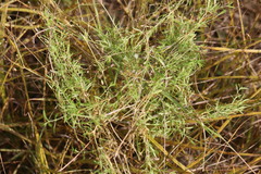 Stellaria palustris