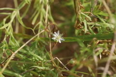 Stellaria palustris