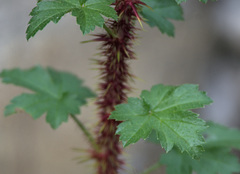 Ribes aciculare