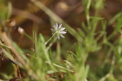 Stellaria palustris