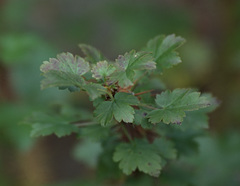 Ribes aciculare