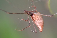 Rhomphaea nasica