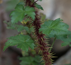 Ribes aciculare