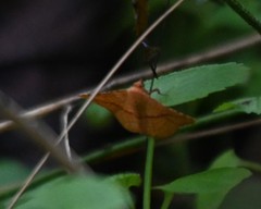 Striglina