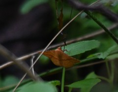 Striglina