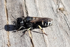 Ectemnius trifasciatus