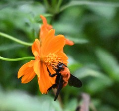 Bombus atripes