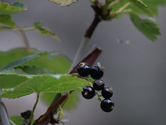 Ribes altissimum