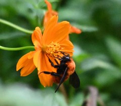 Bombus atripes