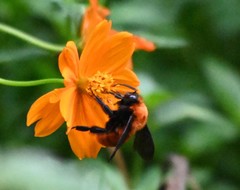 Bombus atripes