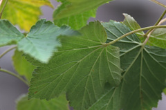 Ribes altissimum