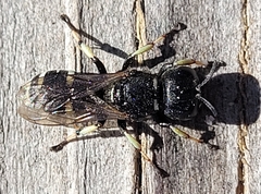 Ectemnius trifasciatus