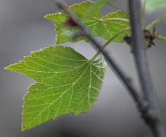 Ribes altissimum