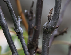 Ribes altissimum