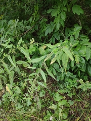 Urtica galeopsifolia