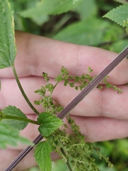 Urtica galeopsifolia
