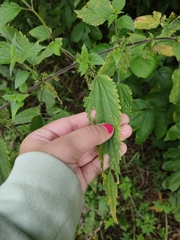 Urtica galeopsifolia