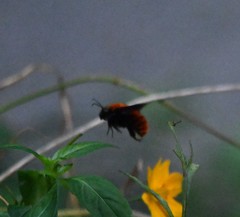 Bombus atripes