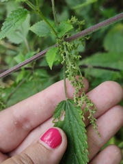 Urtica galeopsifolia