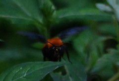 Bombus atripes