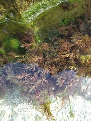 Gongolaria barbata