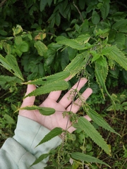 Urtica galeopsifolia