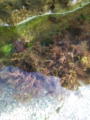 Gongolaria barbata