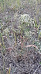 Falcaria vulgaris