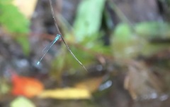 Pseudagrion microcephalum