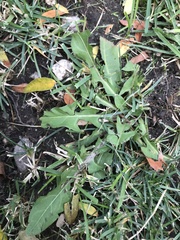 Taraxacum officinale