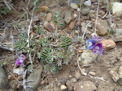Astragalus palenae