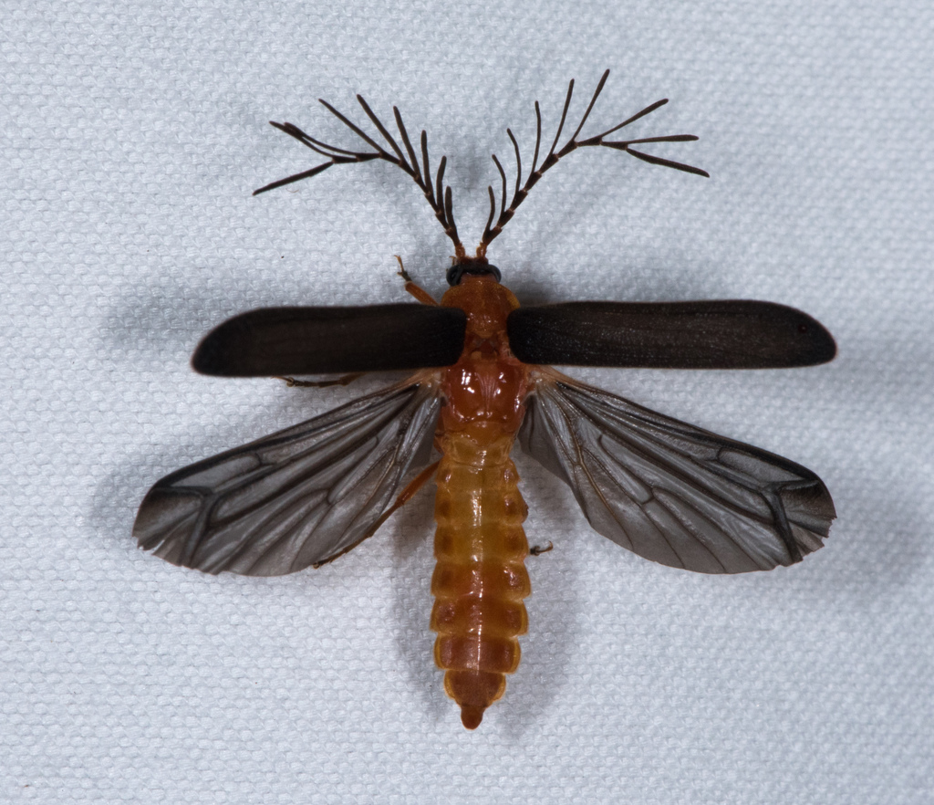 Douglas fir glow-worm