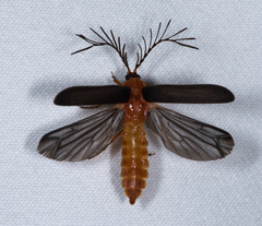Pterotus obscuripennis